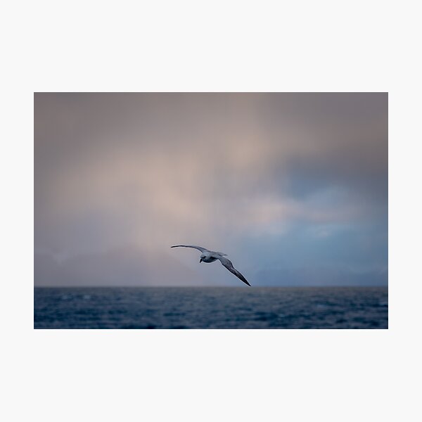 Item preview, Fulmar in Flight designed and sold by James Stone Photography.