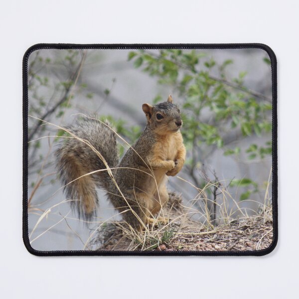 Item preview, Squirrel Hanging Out designed and sold by NatureDogRealms.