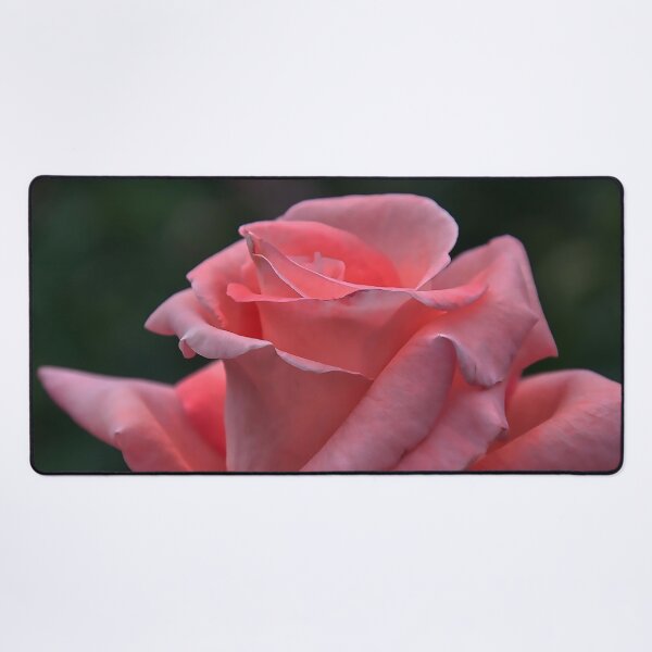 Item preview, The Unfolding Of A Pink Rose Bud designed and sold by KirtTisdale.