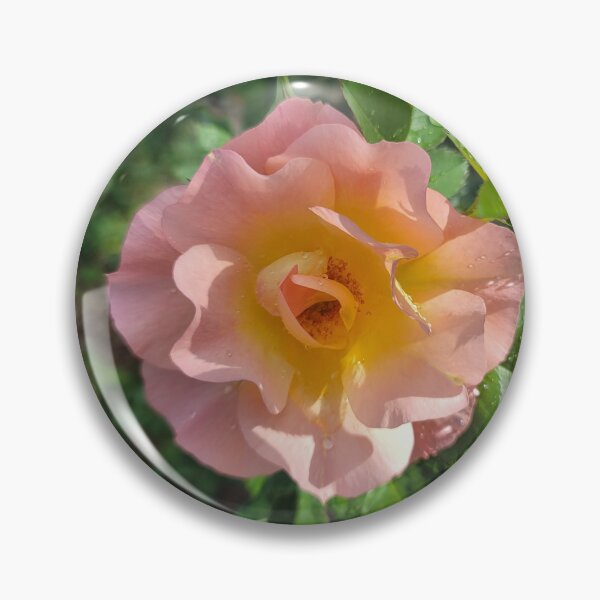 Aperçu de l'œuvre Peach colored rose créée et vendue par David D. Shaw.