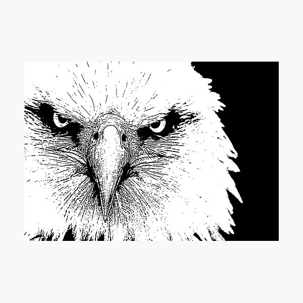 Artikelvorschau, 12 amerikanischer kahler Adler durch Chris McCabe - DRAGAN GRAFIX entworfen und verkauft von Christopher McCabe.