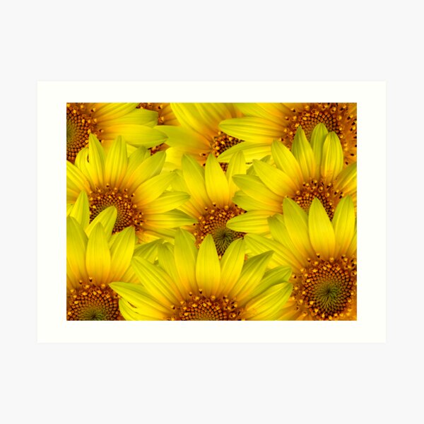 Sunflower Background Art Print