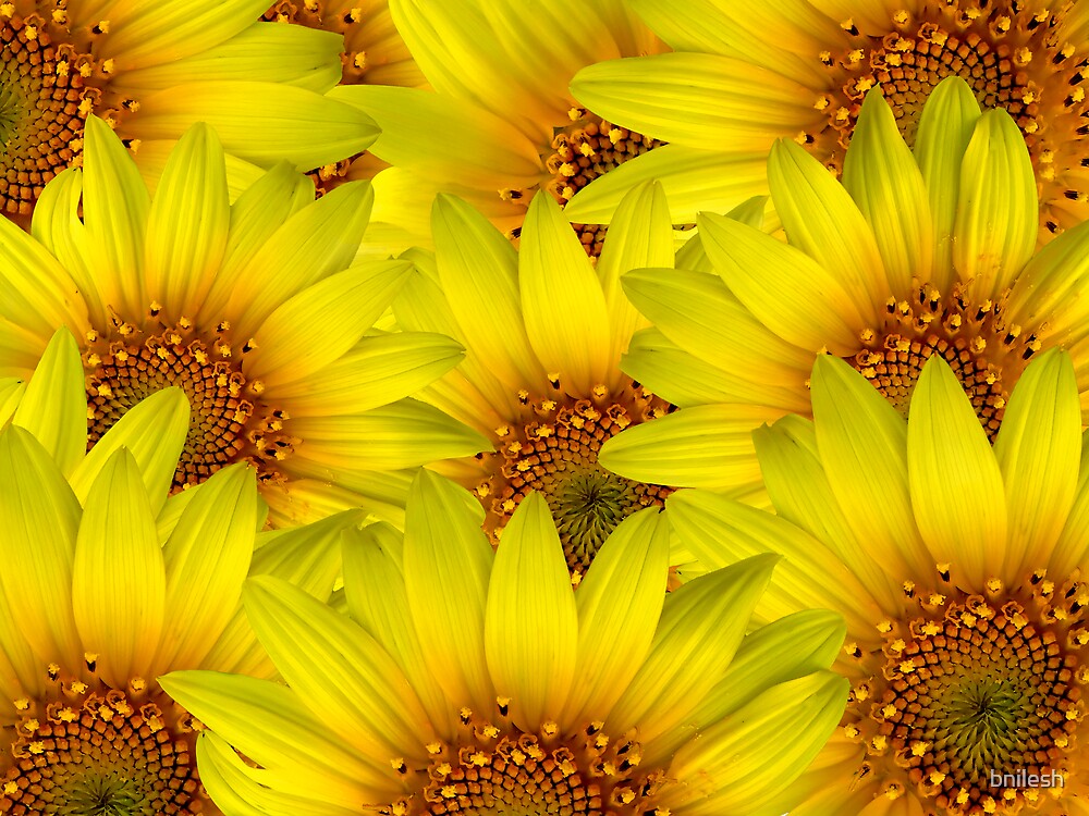 « Sunflower Background » par bnilesh | Redbubble