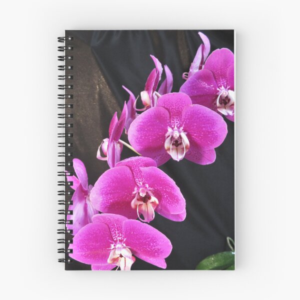 Item preview, Pink Phalaenopsis Orchid, Pink Orchid designed and sold by LadyKandis.