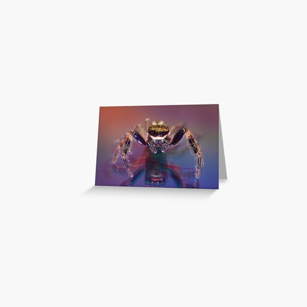 Jumping spider Greeting Card