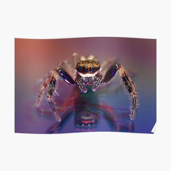 Jumping spider Poster