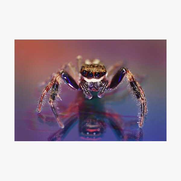 Jumping spider Photographic Print