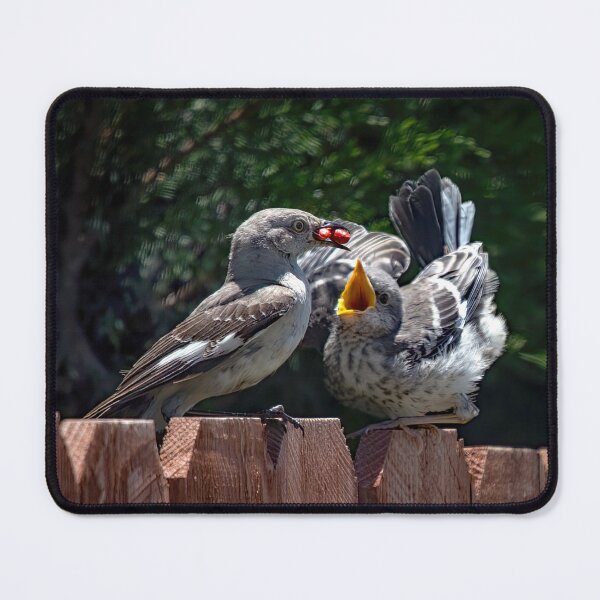 Item preview, Mockingbird Feeding Fledgling designed and sold by CarolM.