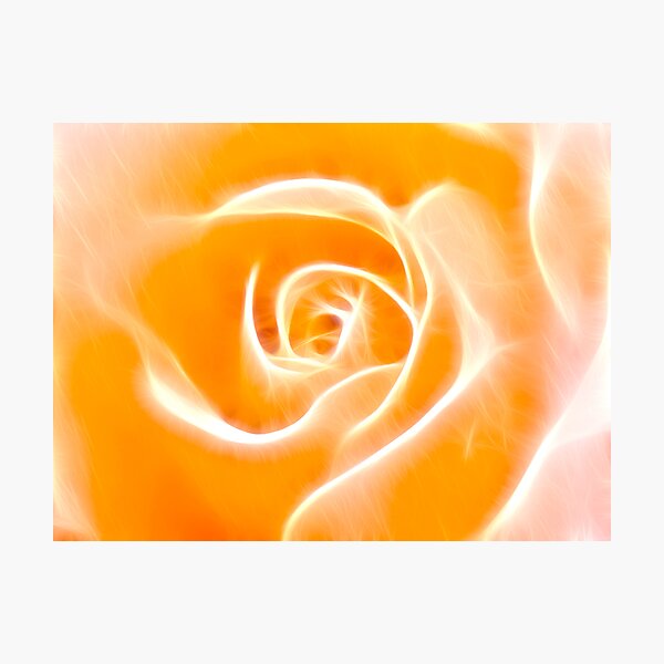 Glowing Rose Photographic Print