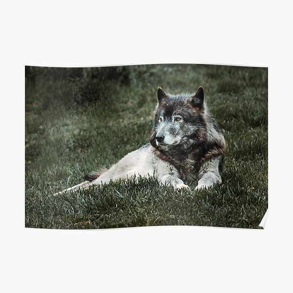 Lone Wolf Poster