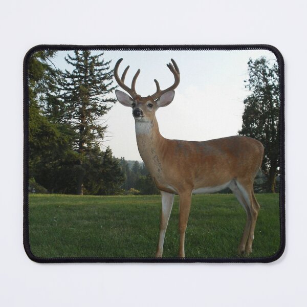 Item preview, White Tail Buck designed and sold by ByCollins.