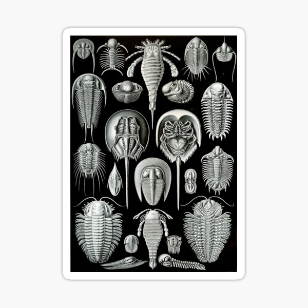 Haeckel Trilobite Sticker