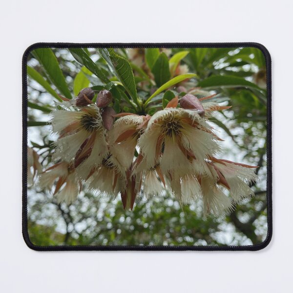 Item preview, Closeup of Woodland Elaeocarpus flowers. designed and sold by Sinemathk.