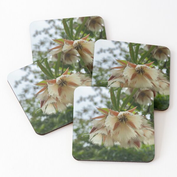Item preview, Closeup of Woodland Elaeocarpus flowers. designed and sold by Sinemathk.