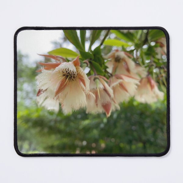 Item preview, Closeup of Woodland Elaeocarpus flowers. designed and sold by Sinemathk.