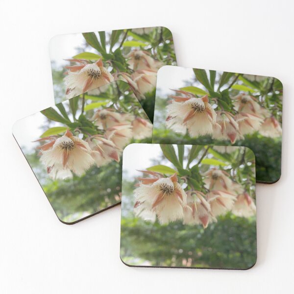 Item preview, Closeup of Woodland Elaeocarpus flowers. designed and sold by Sinemathk.