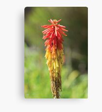 Wittunga Botanical Gardens Canvas Print