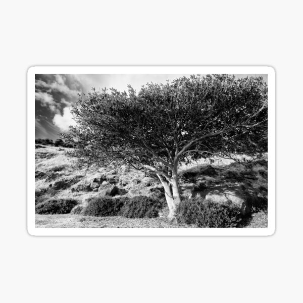 Item preview, Stretch out Stretch up - Victor Harbour South Australia designed and sold by Keystone Photography.