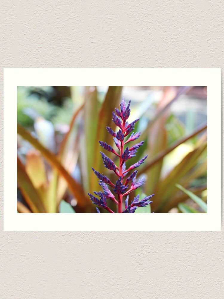 Lámina artística «Flor morada (bromelia)» de earthandheart | Redbubble