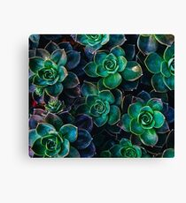 Succulent fantasy Canvas Print