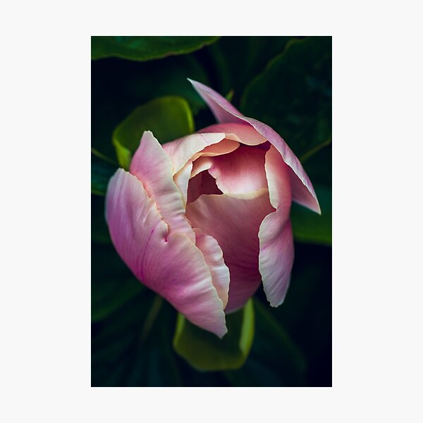 Item preview, gotta peony designed and sold by alan shapiro.