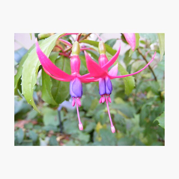 Item preview, Flowers designed and sold by sierrajeni.
