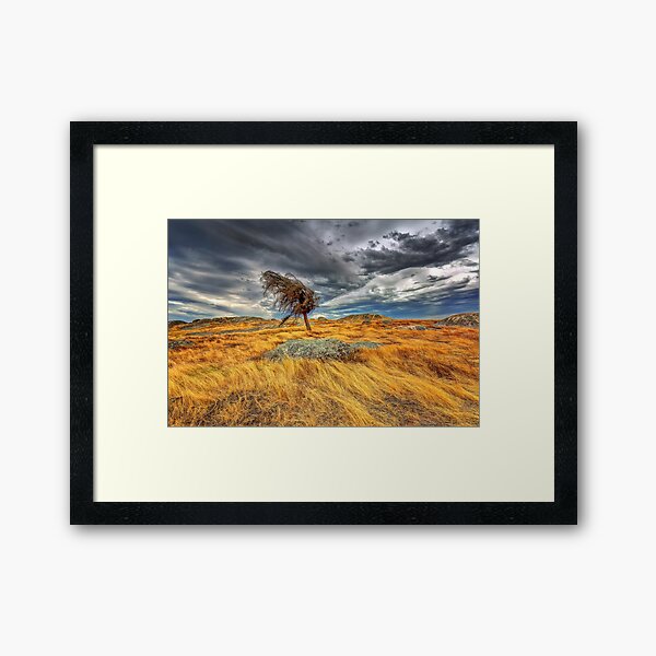 1632 Waiting for rain Framed Art Print