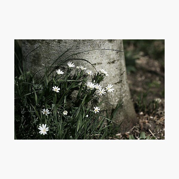 Item preview, Stitchwort designed and sold by Elanor Calvert.