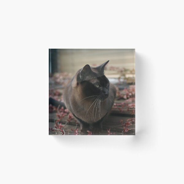 Item preview, Bertie designed and sold by Elanor Calvert.