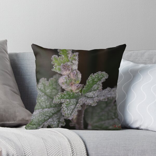 Item preview, The 2nd day of winter and minus 4 degrees (11) designed and sold by Wolf Sverak Photography.