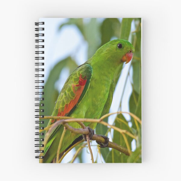 Item preview, NT ~ PARROT ~ Red-winged Parrot b4TAHEEq by David Irwin 31012021 designed and sold by tasmanianartist.