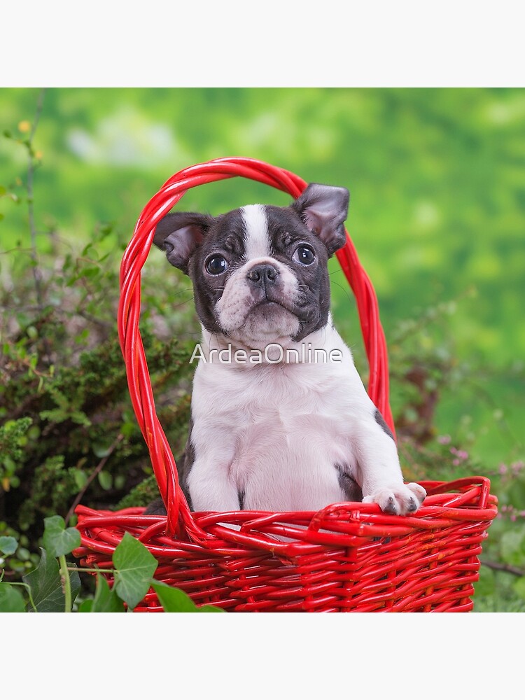 Boston terrier cheap tote bag