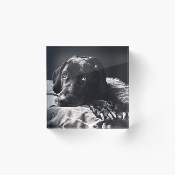 Great Dane Acrylic Block