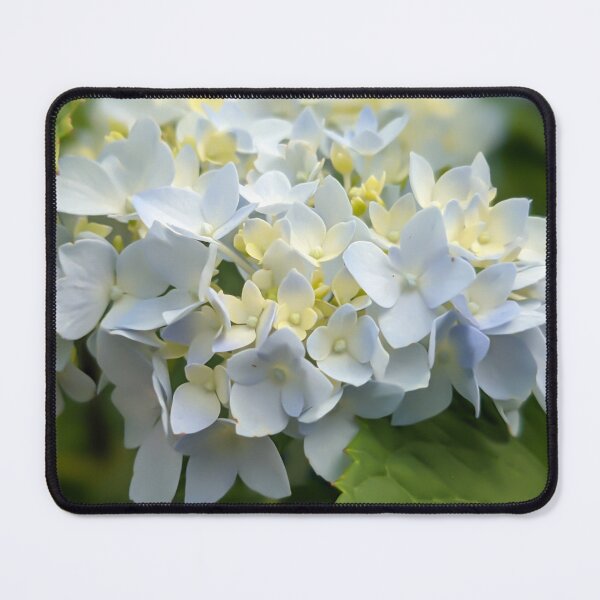 Artikelvorschau, Baby blue hydrangea entworfen und verkauft von KCAbdelnour.