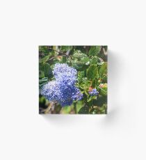 Ceanothus ....Lyme Dorset UK Acrylic Block