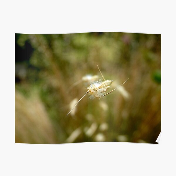 The Hull Of Grasses - Ornamental Grass Seeds - NZ Poster