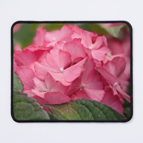 Item preview, Bright pink hydrangea designed and sold by KCAbdelnour.