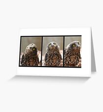 Whisper the Morepork Greeting Card