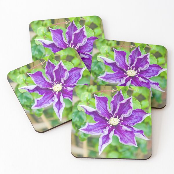 Item preview, A large purple clematis flower early summer designed and sold by Cameranick.