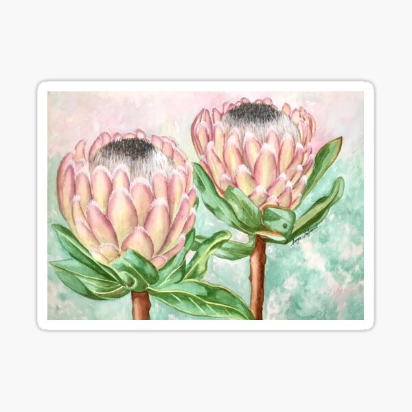 Pink Protea flowers/ big soft flowers Sticker