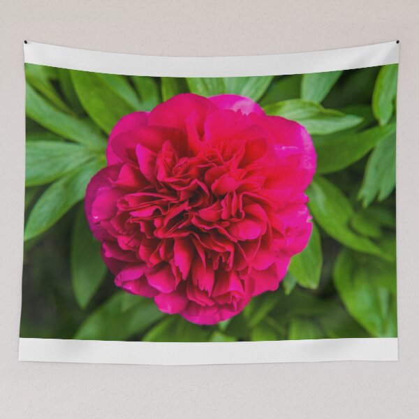 Item preview, A Beautiful Red Peony in May  designed and sold by Cameranick.