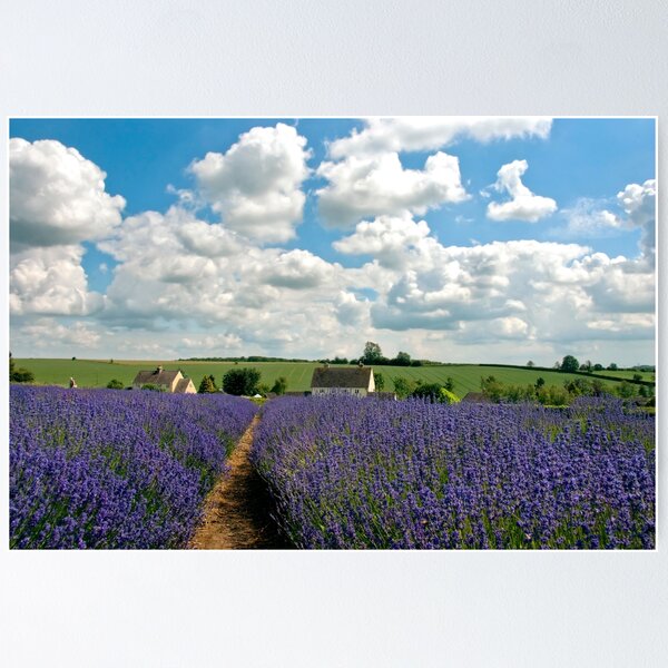 Item preview, Lavender Field Summer Flowers Cotswolds Gloucestershire England designed and sold by AndyEvansPhotos.
