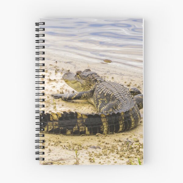 Item preview, Alligator sunning designed and sold by Zina Stromberg.