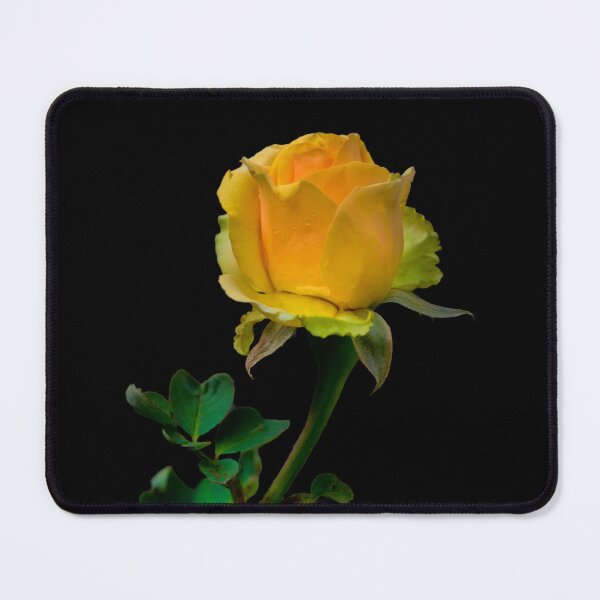 Item preview, Stunning Peach-Colored Rose designed and sold by alabca.