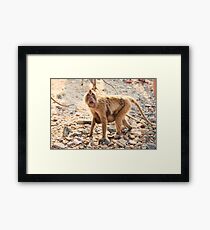 Monkey & Baby Framed Print