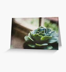 Succulent In The Window Greeting Card
