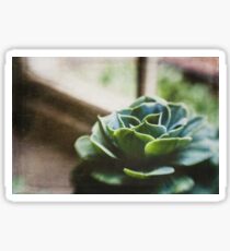 Succulent In The Window Sticker