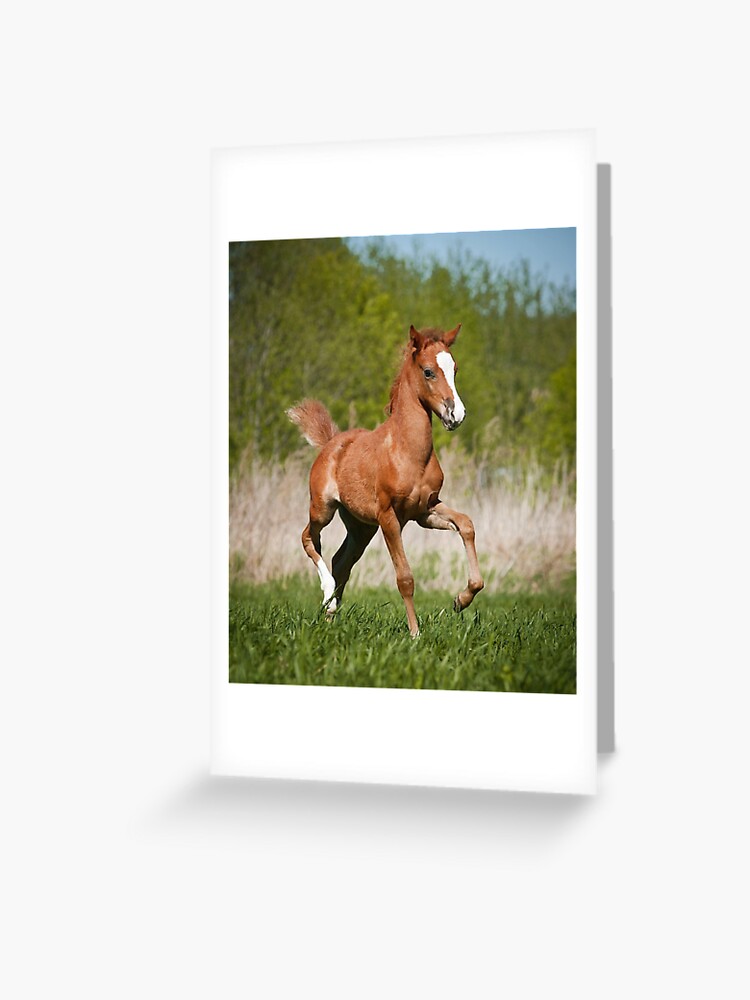 4 Horses Mother and Foal Horse Greeting Notecards/ Envelopes 