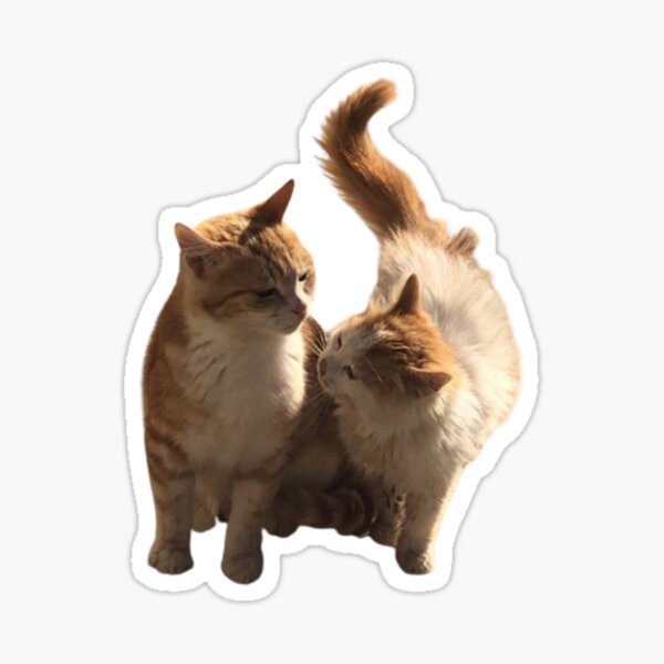 Angry, cat, crayzy, emoji, mad, rage, sticker icon - Download on Iconfinder