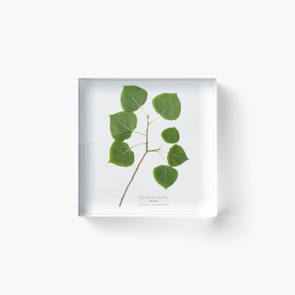 Item preview, Quaking Aspen Tree designed and sold by Christina Rollo.